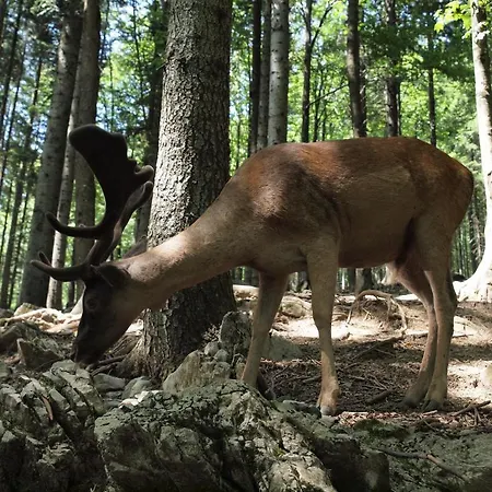 Gale Appartamento Delnice