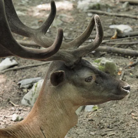 Gale Apartament Delnice