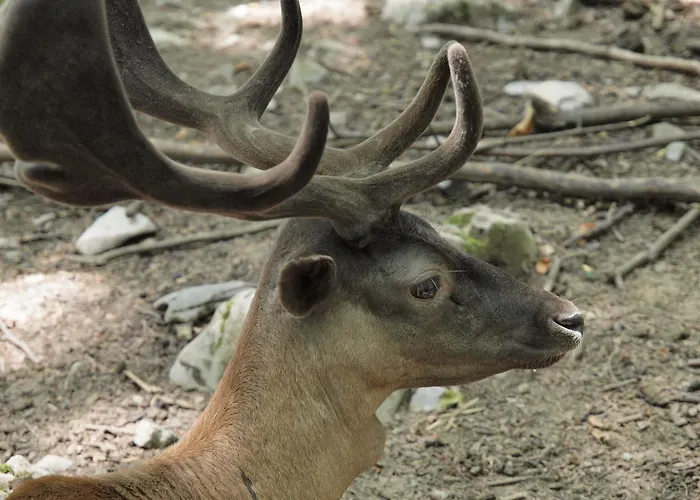 Gale Lejlighed Delnice