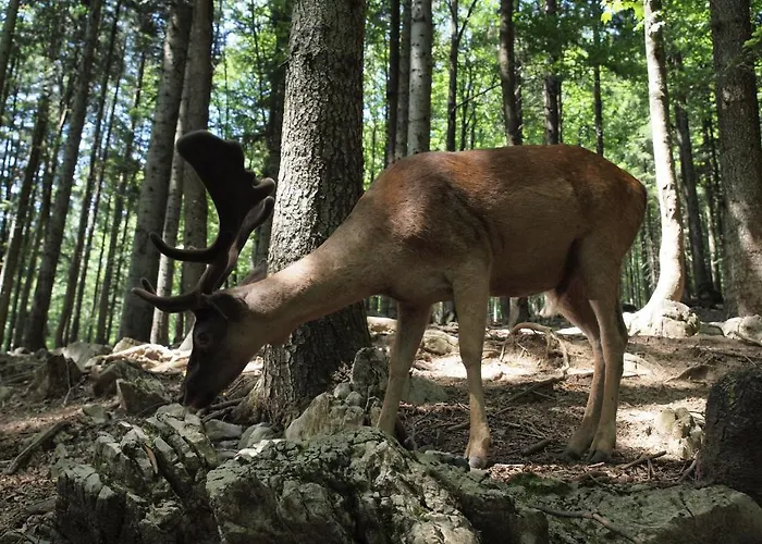 Gale Lejlighed Delnice