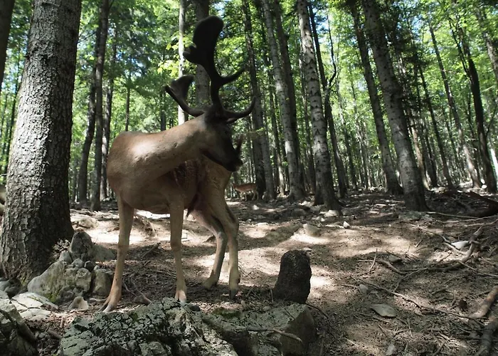 Gale Appartement Delnice